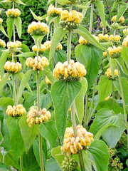 bright yellow phlomis 50 seeds Jerusalem sage, phlomis russeliana