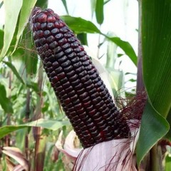 2.000+ Purple Waxy Corn Seedss (Zea mays ceratina) For Planting