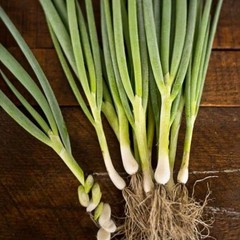 Warrior Bunching Onion Seeds, AAS, NON-GMO, Japanese Bunching Onion, FREE SHIP