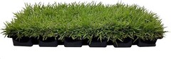 Zoysia Sod Plugs – Large 3″ x 3″ Plugs – Drought, Salt & Shade Tolerant Turf…