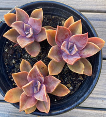 Rare Pink Succulent Graptoveria Dusty Easy Care Bare Root Live Plant 1-Head 2″