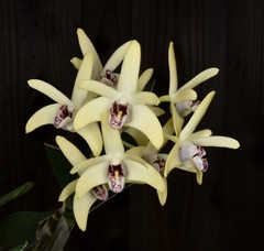 Orchid Hybrid Dendrobium Newbold Bride 3.25” Pot