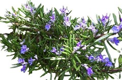 Rosemary Seeds, NON-GMO, Heirloom 50 seeds Free Shipping!