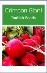 Crimson Giant Radish Seeds | NON-GMO | Heirloom | Fresh Garden Seeds