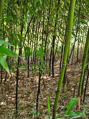 (6) Black Bamboo Rhizomes – Cold-Hardy, Evergreen – Privacy Screen, Fast-Growing