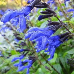Salvia ‘Black and Blue’ – Tender Perennial – Live Starter Plant-FREE SHIPPING!!!
