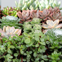 2IN Easy Care Live Succulent (6-Pack)