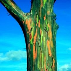 50 Rainbow Eucalyptus deglupta Tree Seeds Fast Tropical Indonesian Mindanao Gum