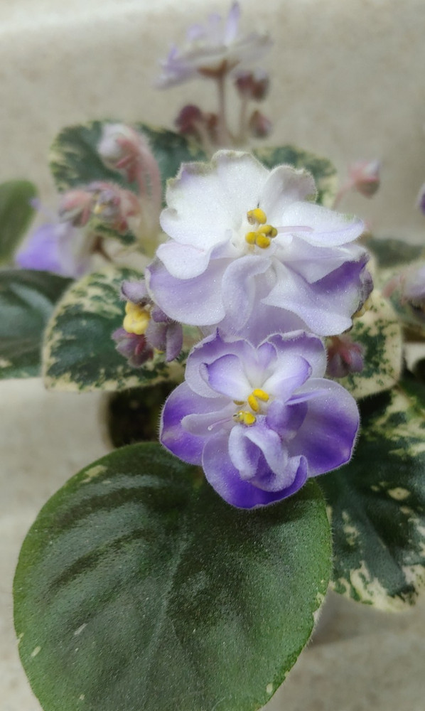 African Violet Plant — Shirl’s Bright Sky ~~ Variegated semi ~ in bud