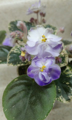 African Violet Plant — Shirl’s Bright Sky ~~ Variegated semi ~ in bud