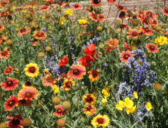 Wildflower Mix DRY AREA MIX w/Perennials Full Sun Pollinators Non-GMO 1000 Seeds