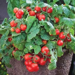 30 TINY TIM MICRO DWARF TOMATO SEEDS ~ heirloomseedguy ~ 2026 ~ NON-GMO