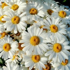 Shasta Daisy Seeds | Non-GMO | 200 – 4,000 Seeds | Free Shipping | 1178