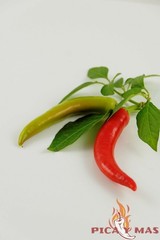 SERRANO ROJO 30 SEEDS 100% GUARANTEED SPICY CHILLI CHILLI PEPPER
