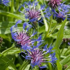 20 MOUNTAIN BLUE CORNFLOWER SEEDS PERENNIAL Centaurea montana Cold Hardy Plant