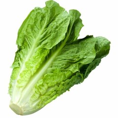 1200+ Parris Island Romaine Lettuce Seeds | Non-GMO Lettuce Seeds