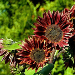 Fresh Premium Red Sun Sunflower Seeds | Heirloom Non-GMO | Flower seeds