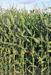 Wampum Ornamental Corn Seeds, Zea mays 50 Seeds Free Shipping!
