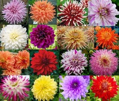 30 Rare & Beautiful DAHLIA FLOWER SEEDS~USA Seller~Annual/Perennial~FREE SHIP