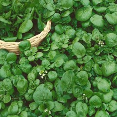 1000++ True Watercress Seeds (Nasturtium officinale) NON-GMO Heirloom | USA