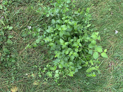 25 Vinca Minor Periwinkle Creeping Myrtle Perennial Evergreen Ground Cover