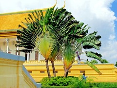 TRAVELERS PALM TREE SEEDS (Ravenala madagascariensis) Bird of Paradise Plant