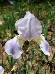 15 Iris Fresh Bearded Iris Rhizomes Mixed Varieties