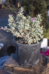 1G Silverado Sage Plant Shrubs Live In Planters For Outdoor Plants Live Live