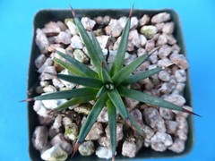 Agave albopilosa Seedling Plants VERY RARE Agave! 4+ Years Old! 2″-3″ Wide
