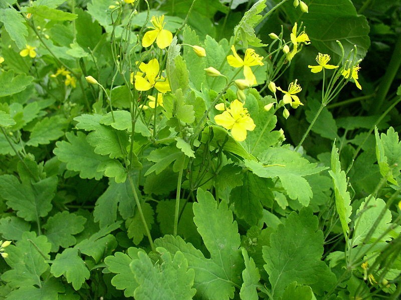 25+ Seeds of Medicinal Greater Celandine Plant (Chelidonium Majus) Organic