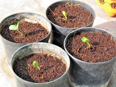 20+ Watermelon Seedss (Citrullus lanatus) Bundling 4 Cultivar Garden Package