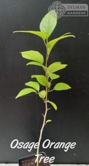 Osage Orange Tree (Maclura pomifera) – Hedge Apple – Live Plant – Multiple Sizes