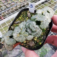 Haworthia Truncata Hybrid Succulent plants potted Home Garden Bonsai 6-8cm