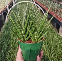 6-8CM 1PCS Live Sansevieria ‘fox’s tail ’ Beautiful Garden Rare Planting