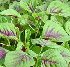 Green / Red Amaranth Seeds Authentic Chinese Spinach Yin Cho Callaloo Editable