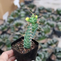 2PCS 6-8CM Euphorbia Virosa Cristata Cactaceae Succulent Cactus Plants