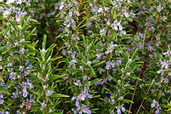 Rosemary Live Plant Arp – 4″ Size Pot