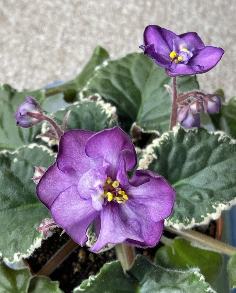 2 African Violet Leaves~ * RIVERMIST ANNIE * ~