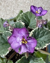 2 African Violet Leaves~ * RIVERMIST ANNIE * ~