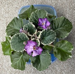 2 African Violet Leaves~ * RIVERMIST ANNIE * ~