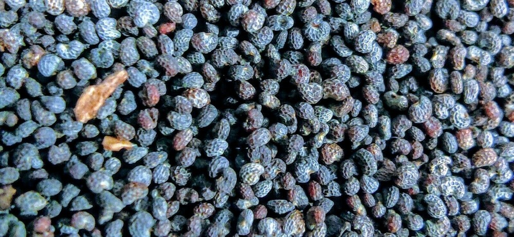 1LB 1 Pound Premium Finest Poppy Seeds Original Fresh Harvest