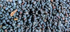 1LB 1 Pound Premium Finest Poppy Seeds Original Fresh Harvest