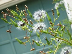 100 Wild/Opium Lettuce Seeds(LactucaVirosa)Medicinal Edible Plant.US grown seeds