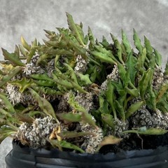 8CM Succulent Cactus Plant Euphorbia Cylindrifolia Cristata Cactaceae Beautiful