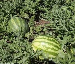 KLECKLEY’S SWEET WATERMELON, HEIRLOOM, 500 SEEDS, LARGE & SUPER SWEET