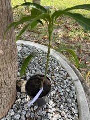 GRAFTED (SUPER RARE) THAI PURPLE NAM DOC MAI/SI MEUANG 12″ OR MORE TALL