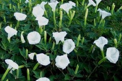 Moonflower BUSH Variety- 25 Seeds