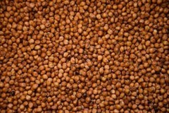 Sorghum Sudan Grass Seed Food Plot Screen Rapid Growth Annual 5LB Bag NEW