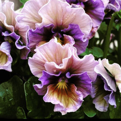 150+ Pansy Seeds (Viola) – Fragrant, Flower Seeds, Annual Seeds, Garden Seeds