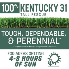 Kentucky 31 Tall Fescue Penkoted Grass Seed 3 Lb